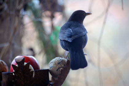 blackbird, koltrast