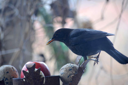 koltrast, blackbird